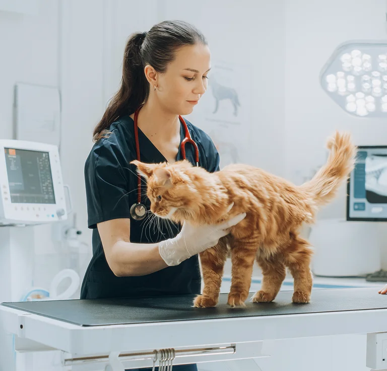 Modernizing data infrastructure for pet healthcare